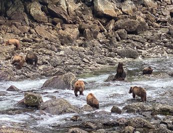 Bear Paw photo 28