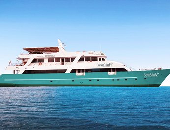 Galapagos Sea Star photo 5