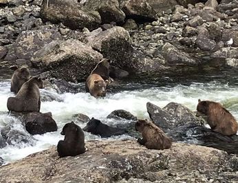Bear Paw photo 27