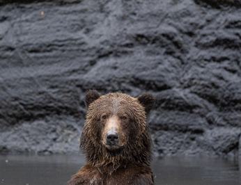 Pacific Yellowfin photo 75