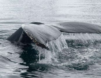 Tanana photo 11
