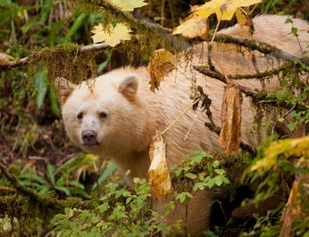 Pacific Yellowfin photo 82
