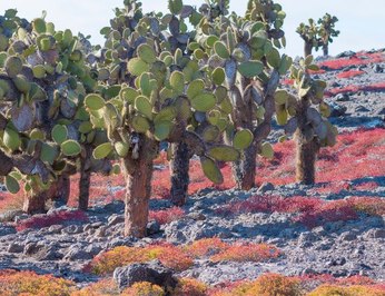 Galapagos Explorer photo 27