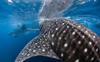 Discovering Indonesia's Cenderawasih Bay 