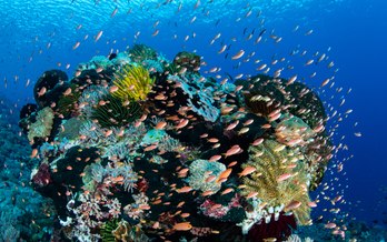 Explosive Alor – Exploring The Alor Archipelago