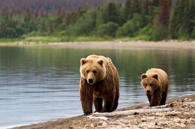 Spot some bears at Redoubt Lake