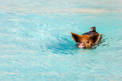 Swim with pigs at Staniel Cay