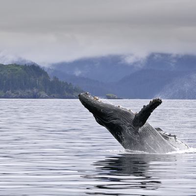 Enjoy whale-watching from your yacht