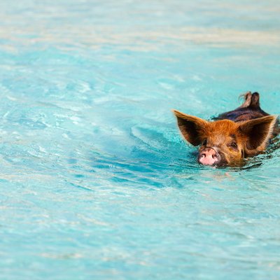 Swim with pigs at Staniel Cay