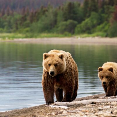 Spot some bears at Redoubt Lake