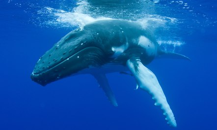 Whale Watch in Tahiti Aboard S/Y RAPTURE