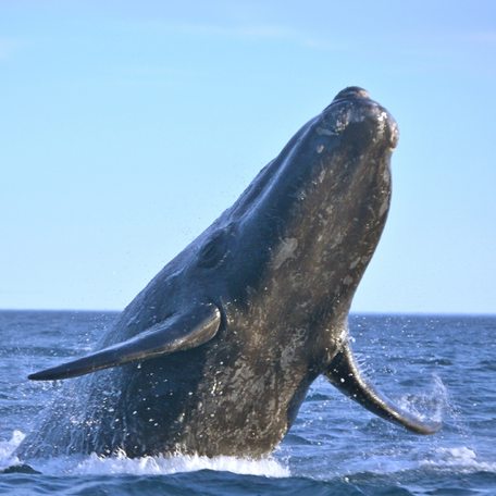 A whale lifting its head up and out of the water in the Sea of Cortez