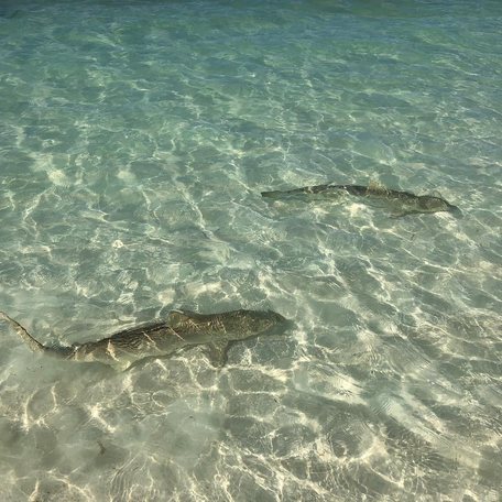 Lemon sharks swimming in the shallow clear waters 