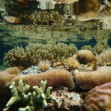 Wide variety of coral underneath the water's surface 