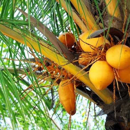 A coconut tree in the Maldives