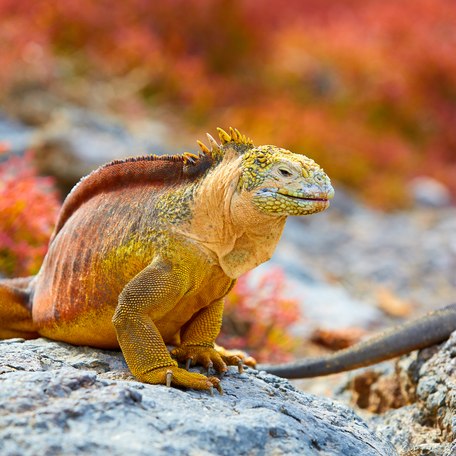 Close up of a Galapagos land iguana 