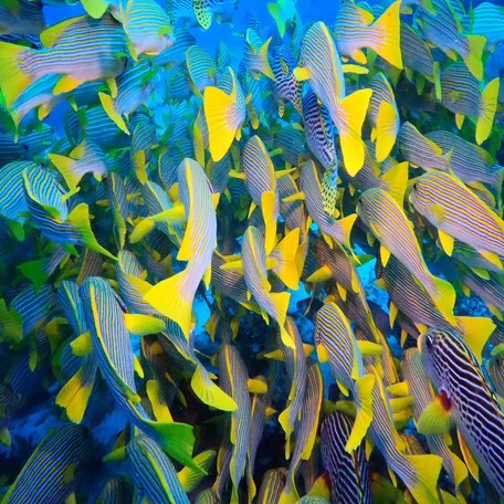 Close-up of a school of sweetlips 
