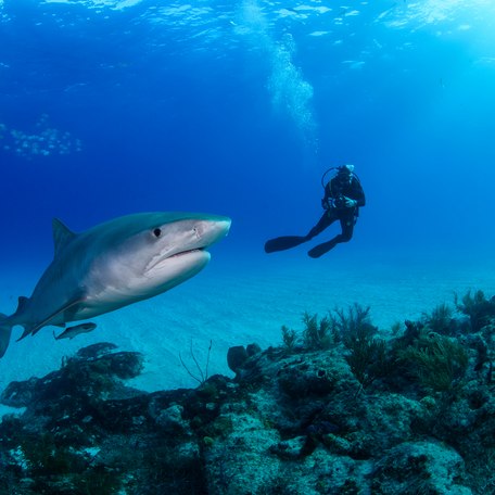 A diving yacht charter guest engaging a close encounter with a shark in the Bahamas