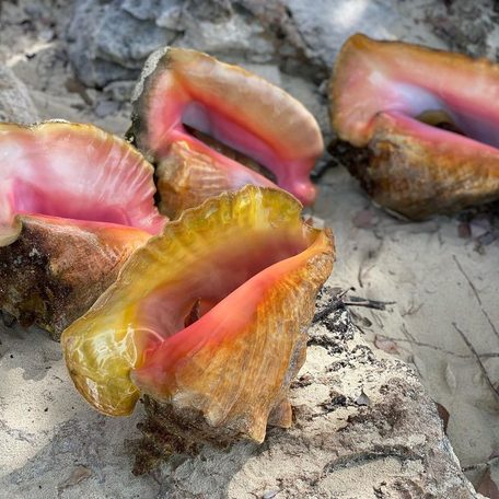 Conche shells on rocks