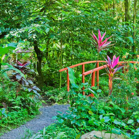 Lush green foliage and a bridge