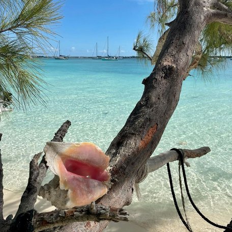 Conch shell sat on a tree that hangs over the crystal clear water 