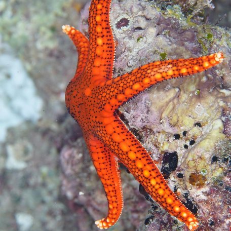 Orange starfish pressed against hard coral 