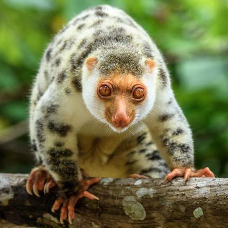 Waigeo cuscus perched on a tree 