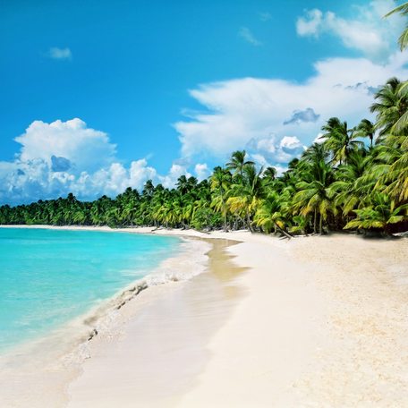 Overview of a Caribbean beach with palm trees.