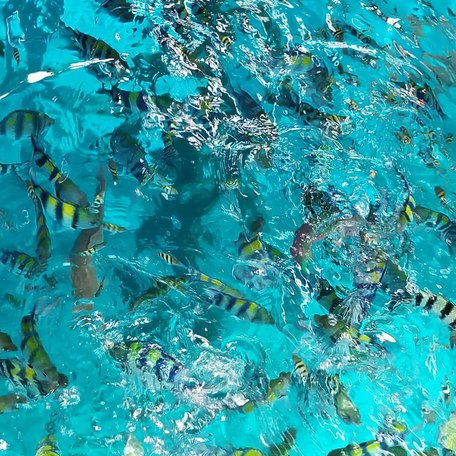 Blue and yellow striped fish swimming in Pianemo's turquoise blue waters 