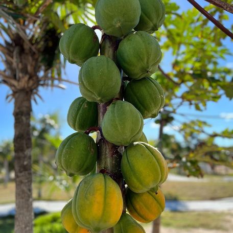 Close up photo of fruits hanging on the tree 
