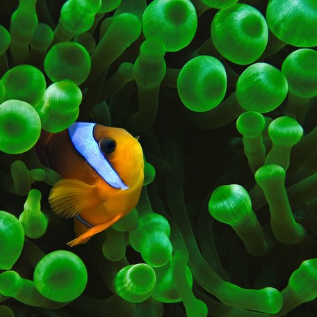 A tropical fish in green corals