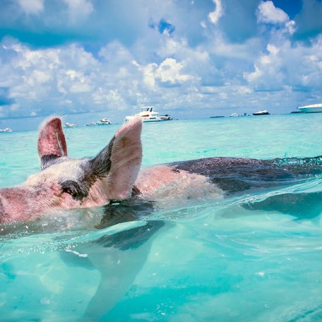 A swimming pig in the Bahamas