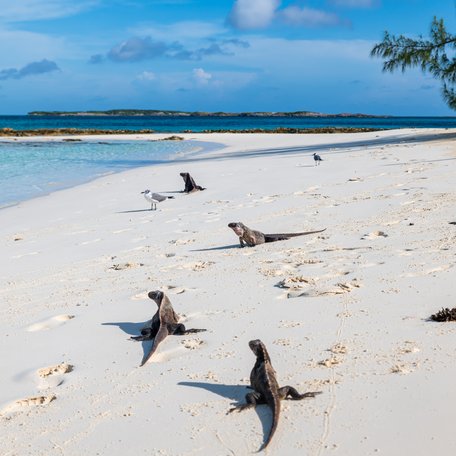 Iguanas dotted about on a sandy beach in the Bahamas