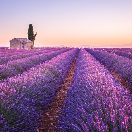 Overview of lavender fields in the West Mediterranean