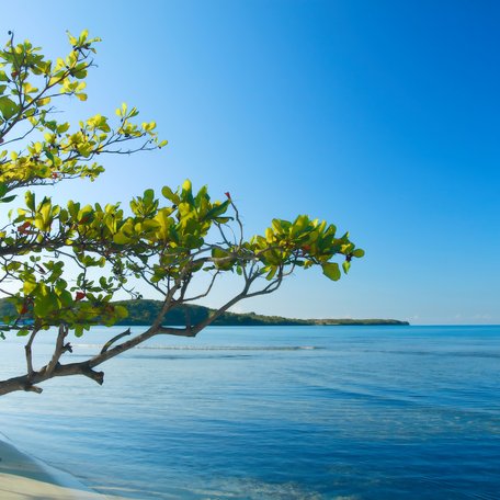 Overview of a Caribbean beach coastline with a tree protruding over the water