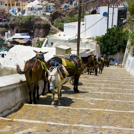 Line of donkeys on a path in Mykonos