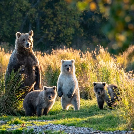 Grizzly bear family among green foliage