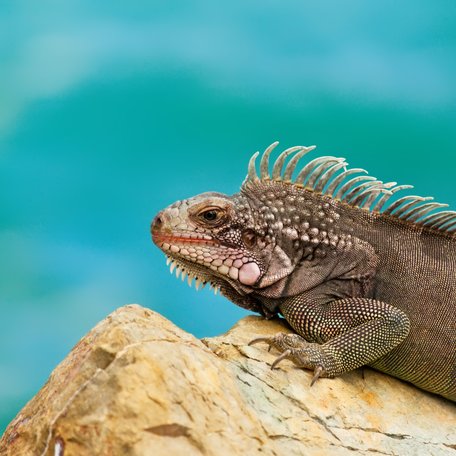 Close up of an Iguana in the British Virgin Islands