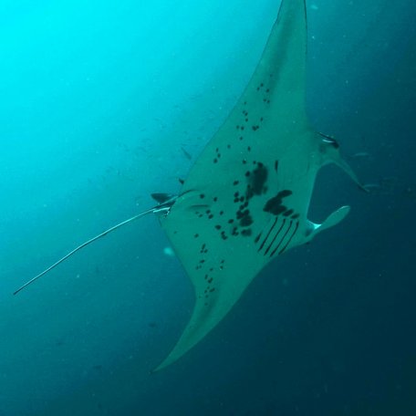 Giant manta ray's white underside 