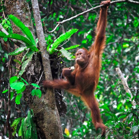 An orangutan in the trees in Malaysia