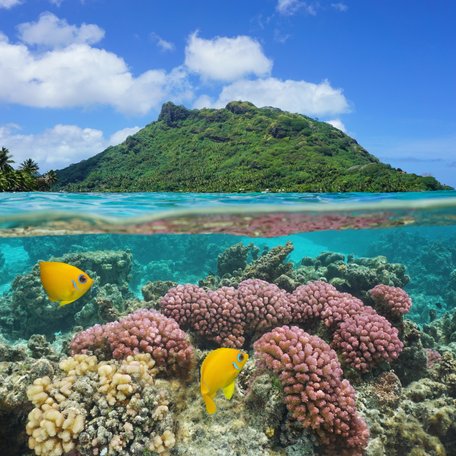 Above and below the water's surface in the Leeward Islands, with fish and corals 