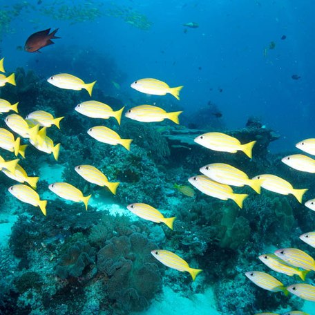 School of yellow fish swimming past scuba diver