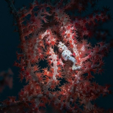 Pygmy seahorse nestled in red coral 