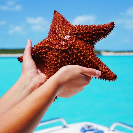 A charter guest holding a star fish