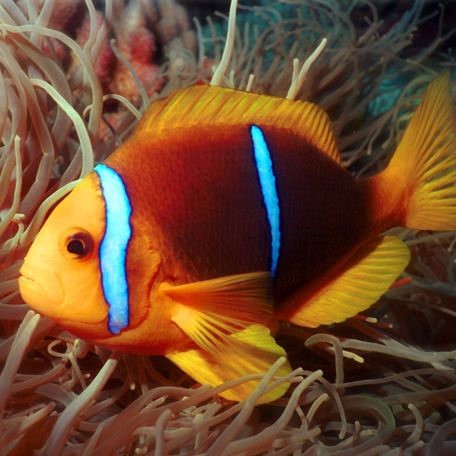 An orange tropical fish swimming in the South Pacific