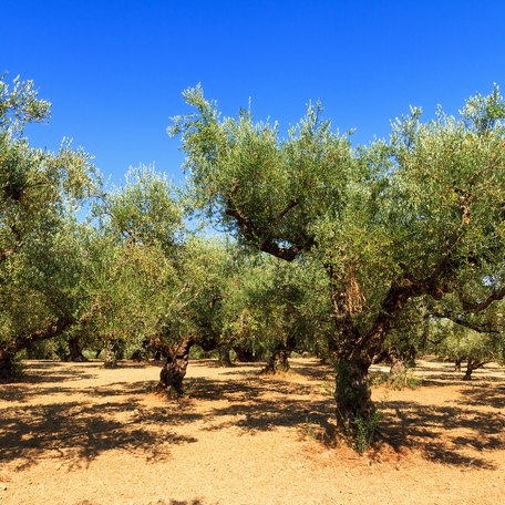 A grove of olive trees in Greece