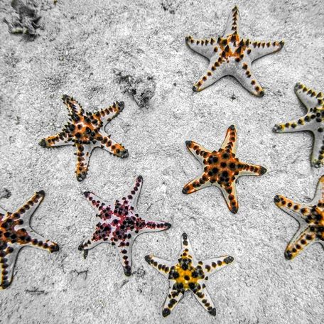 Chocolate sea stars laying on the seabed 