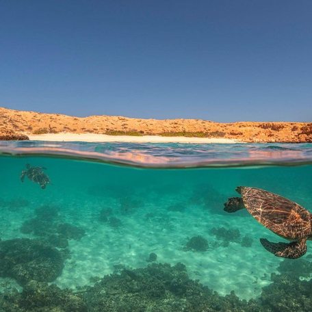 Camera capturing turtle swimming below waterline, and the rocky shoreline above it 