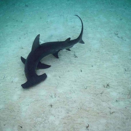 Hammerhead shark swimming on seabed 
