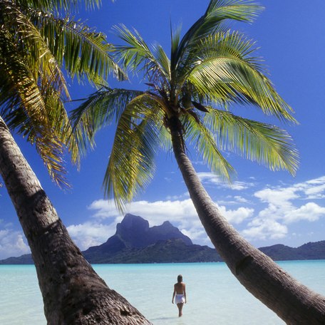 South Pacific, palm trees